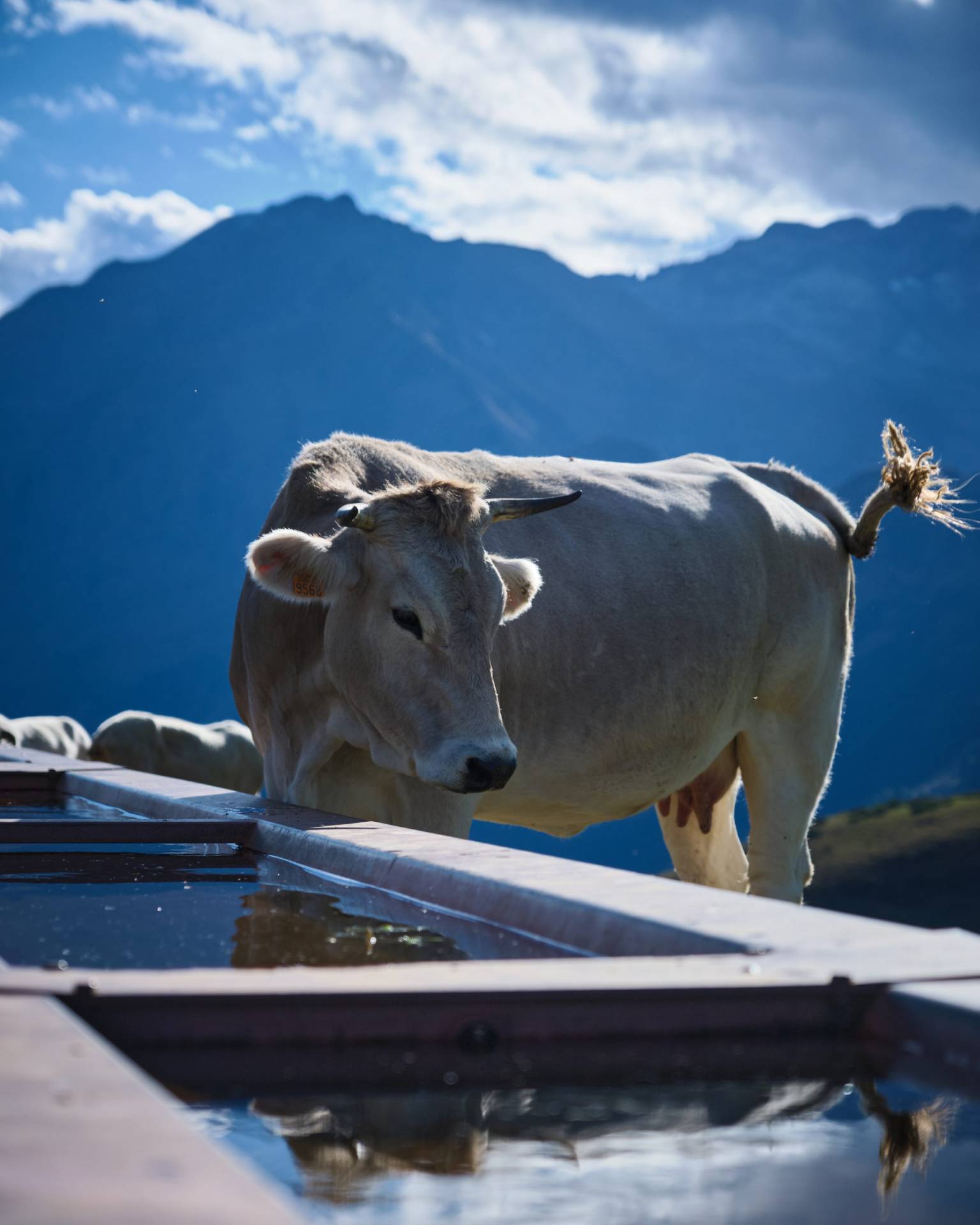 Vache près d’un abreuvoir, avec les montagnes à l’arrière-plan.