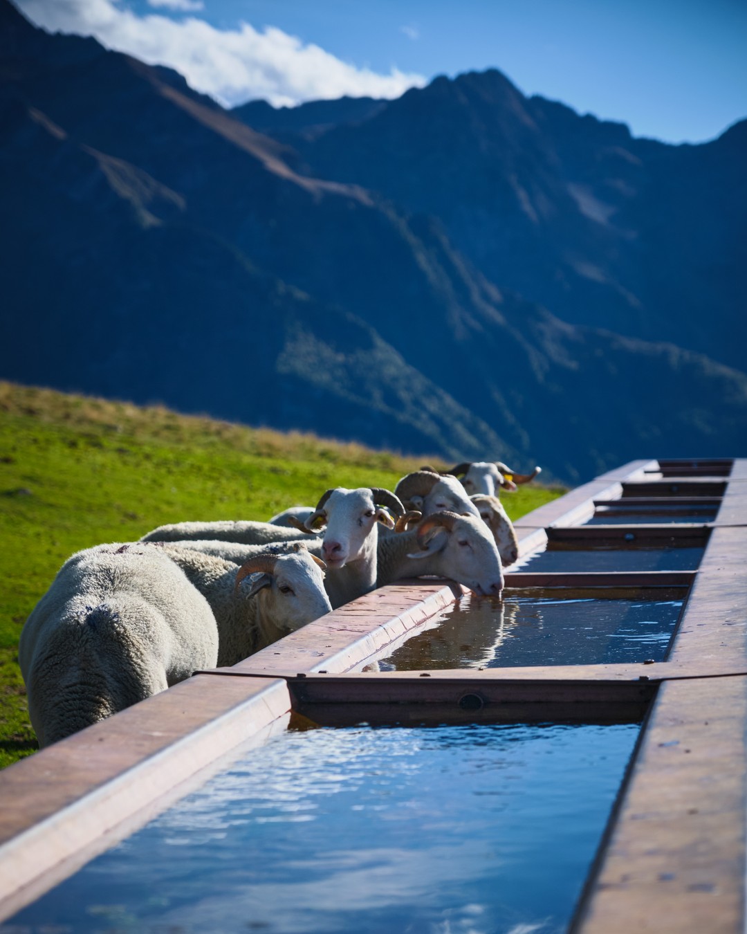 Sheep gathered around a drinking trough in the mountains.