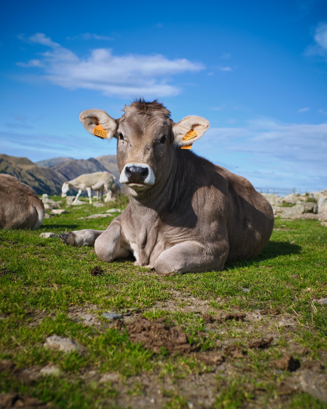 Young cow lying in the grass and facing the camera.