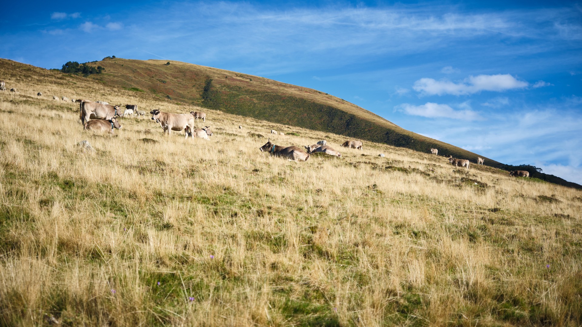 A herd of cattle on a grassy hillside.