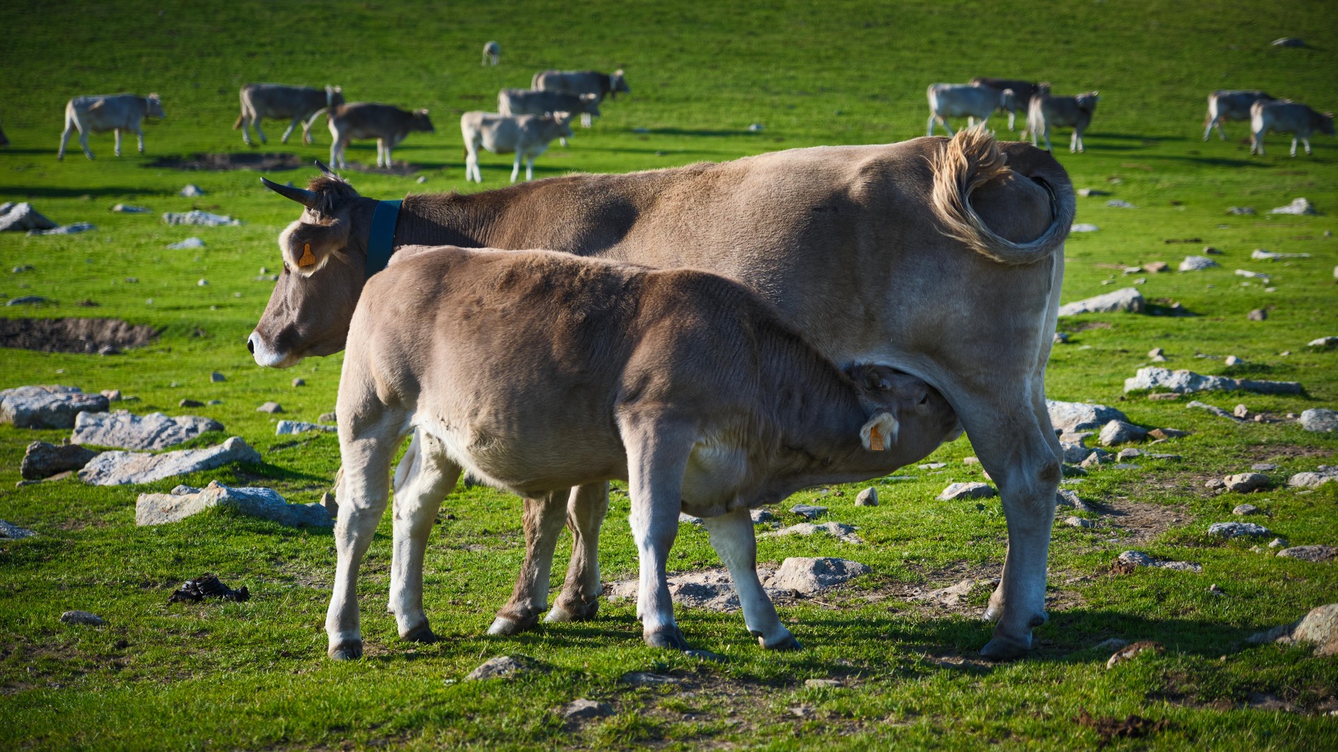 Calf suckling its mother in a mountain pasture.