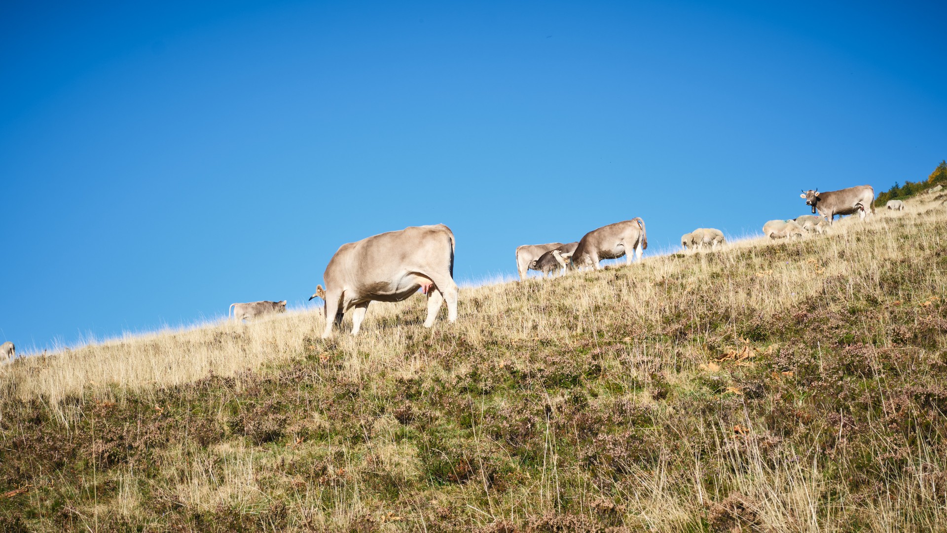 Cattle scattered across a slope beneath a wide blue sky.