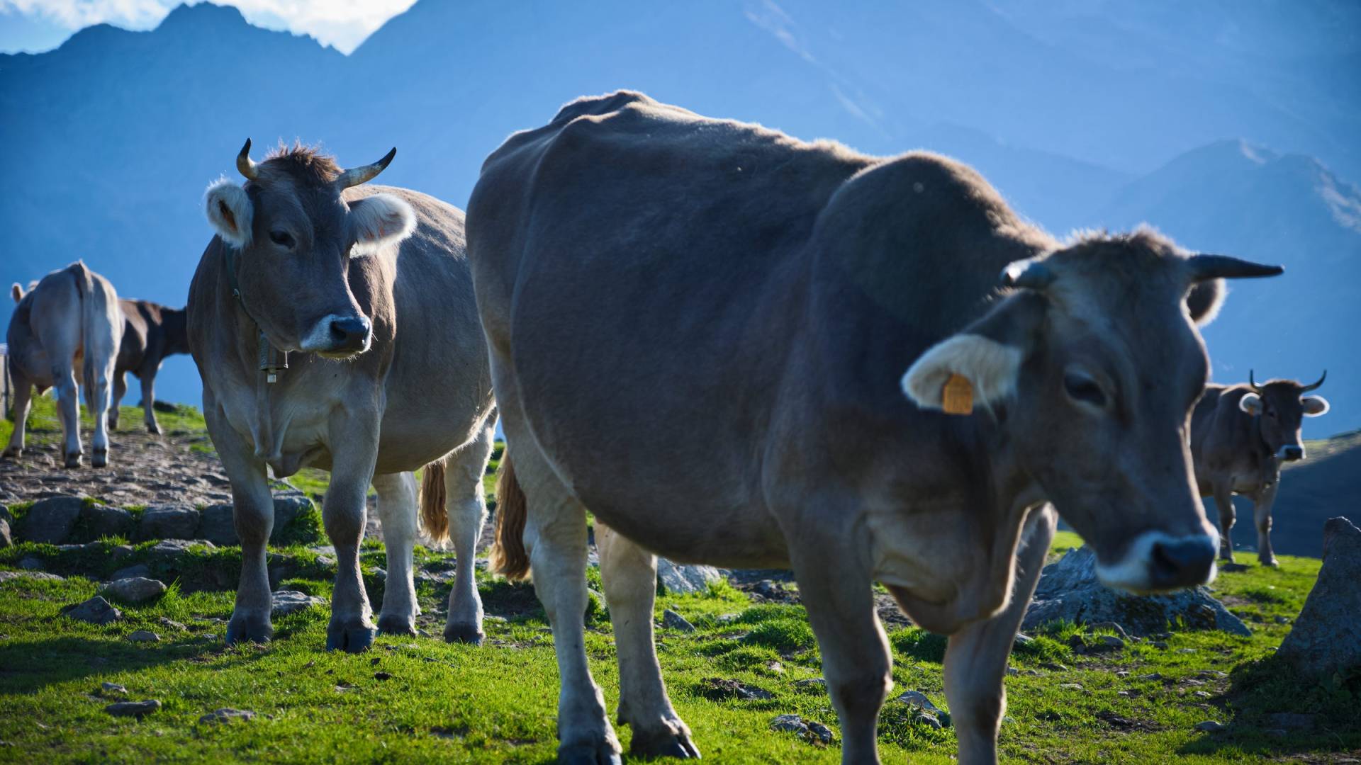 Deux vaches au premier plan dans un pâturage.