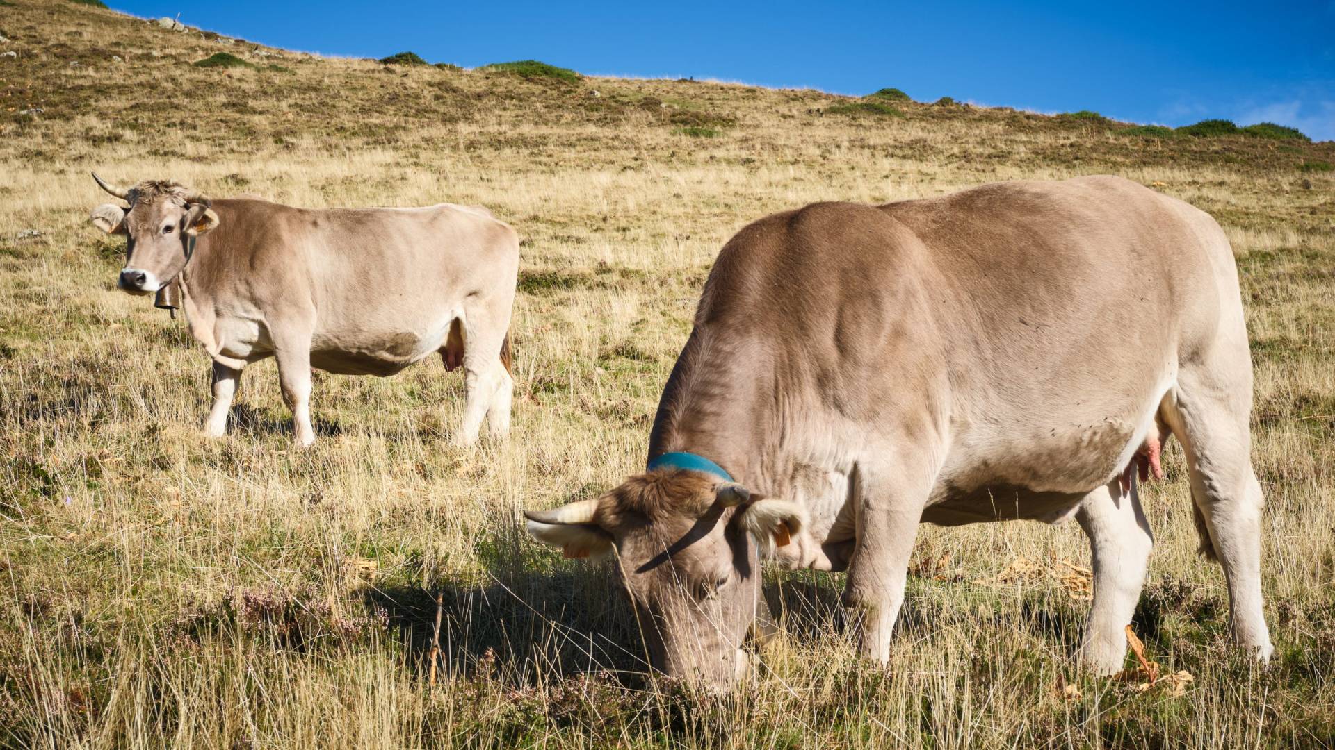 Deux vaches broutent l’herbe d’un versant ensoleillé.