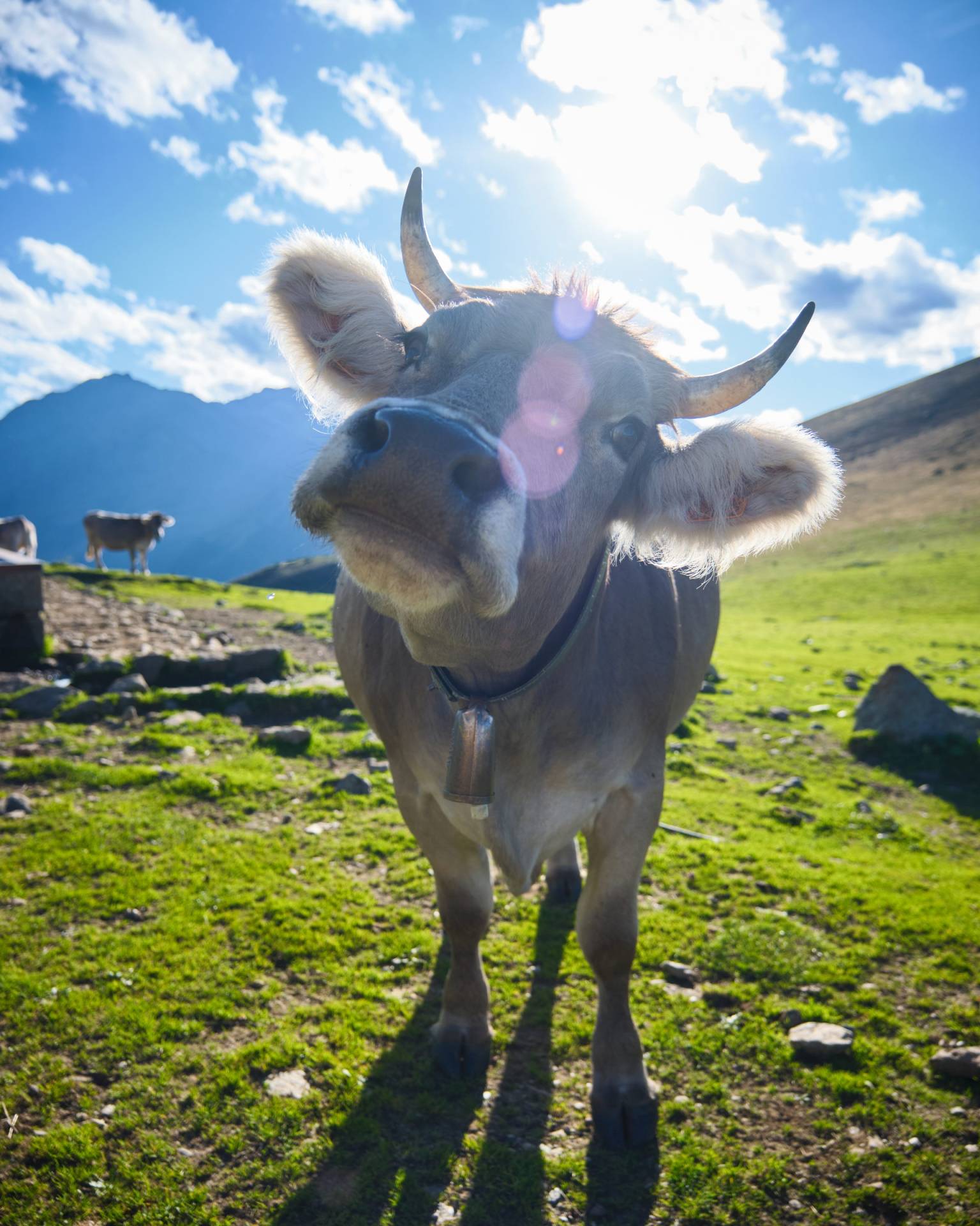 Portrait d’une vache éclairée à contre-jour.