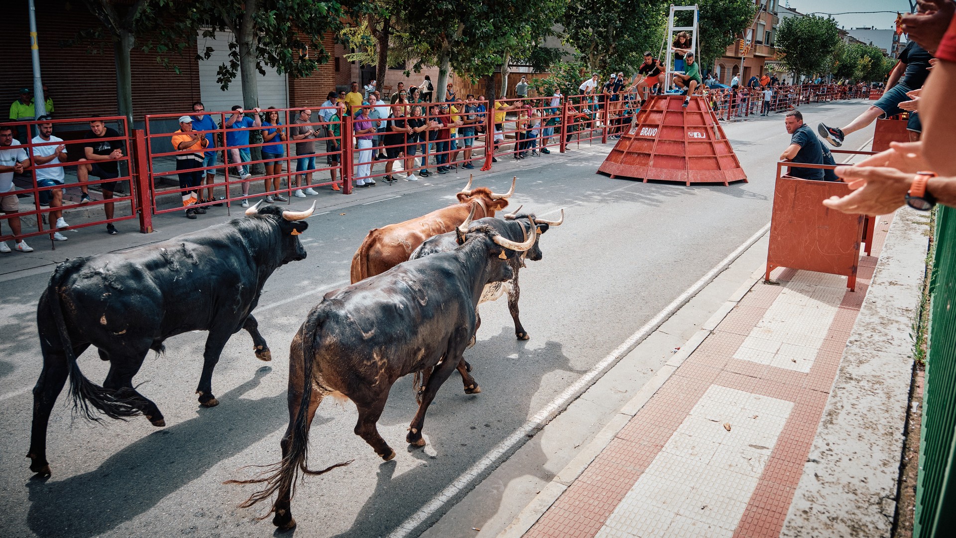 Varios toros recorren una calle flanqueada por barreras durante los encierros de Zuera.