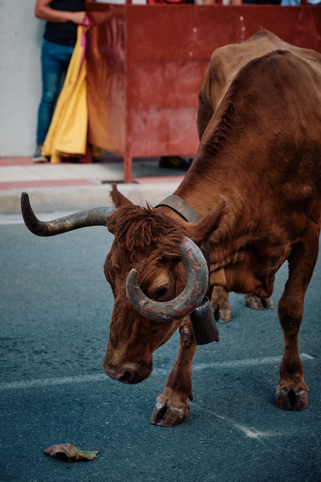 Un toro castaño avanza por la calle, visto de cerca.