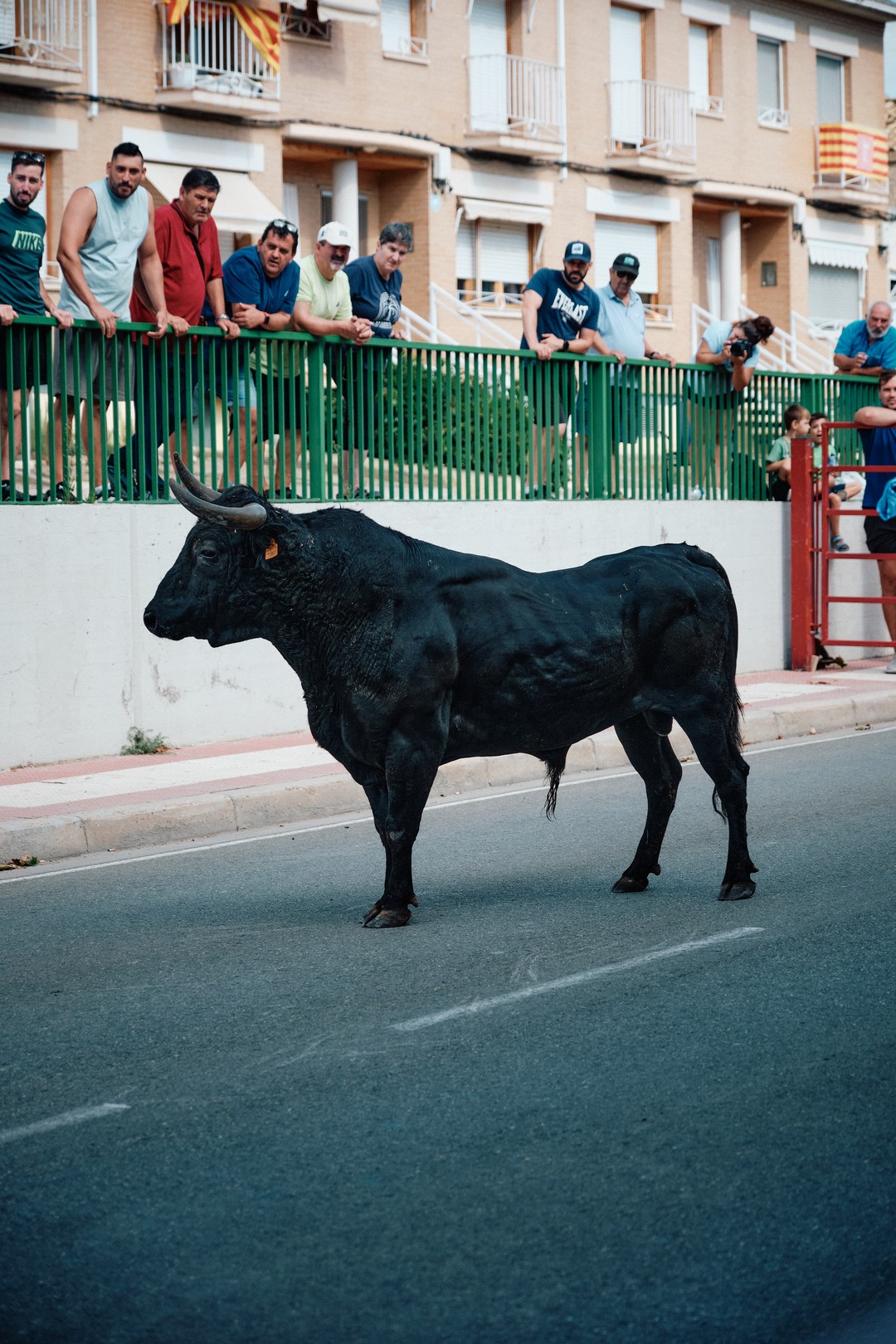 Un toro negro permanece inmóvil ante una fila de espectadores.