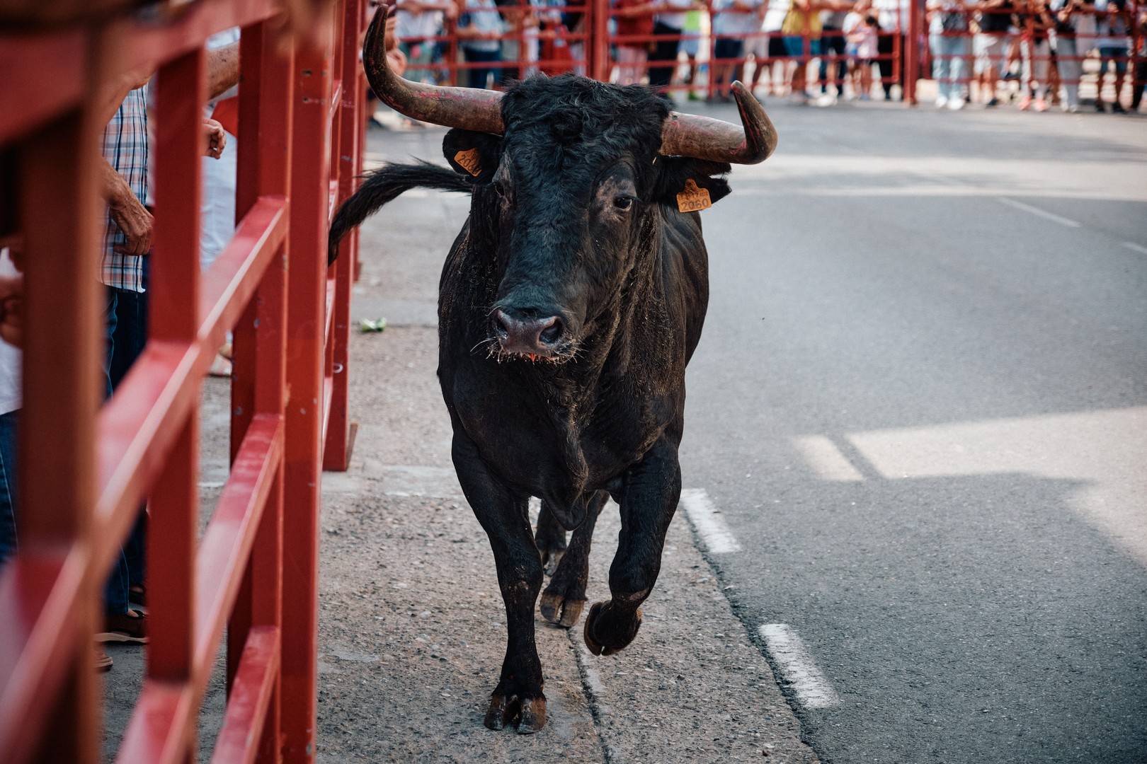 Un toro negro se acerca a la cámara entre las barreras.