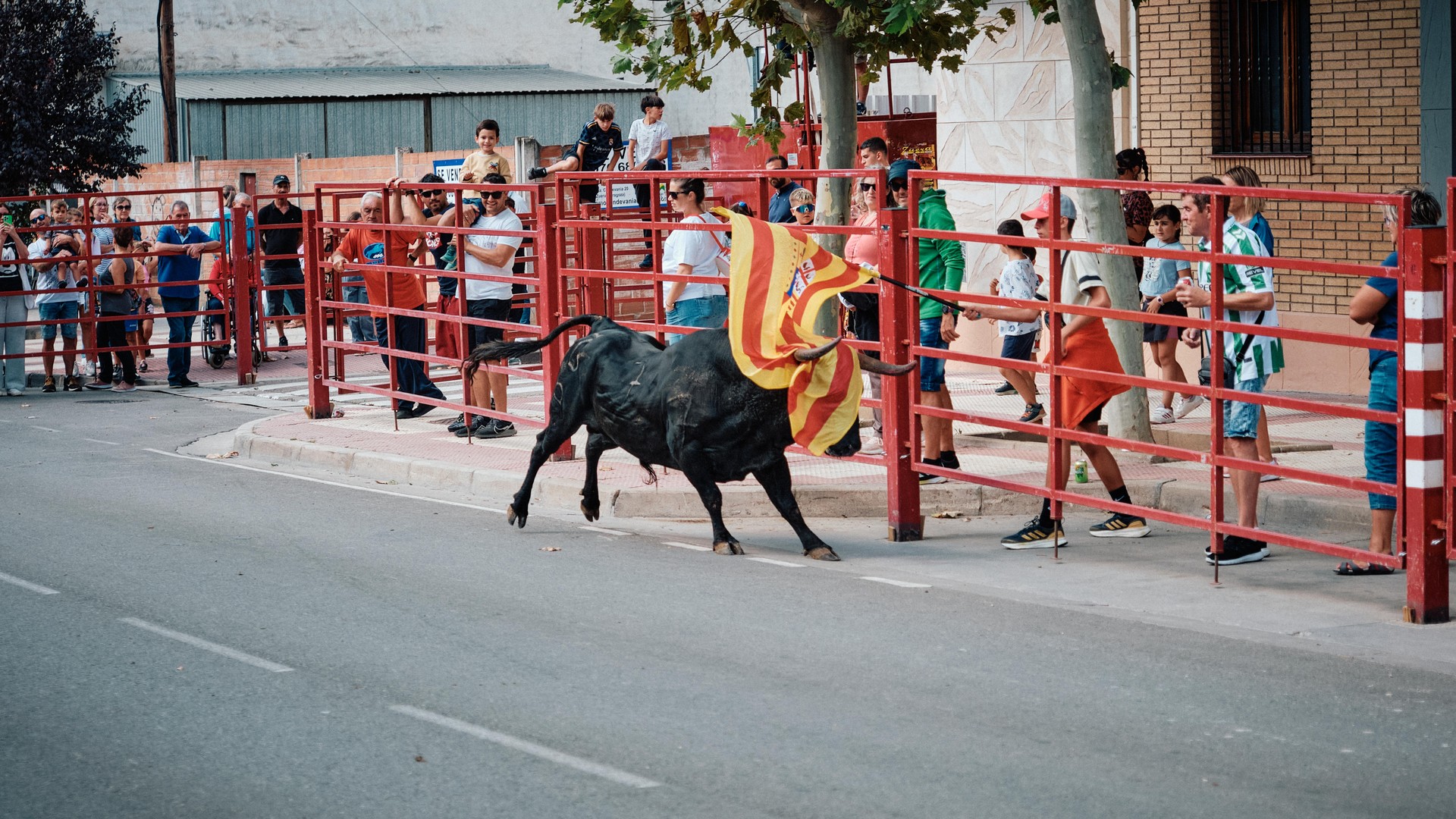 Un toro negro pasa cerca de un participante y del público.