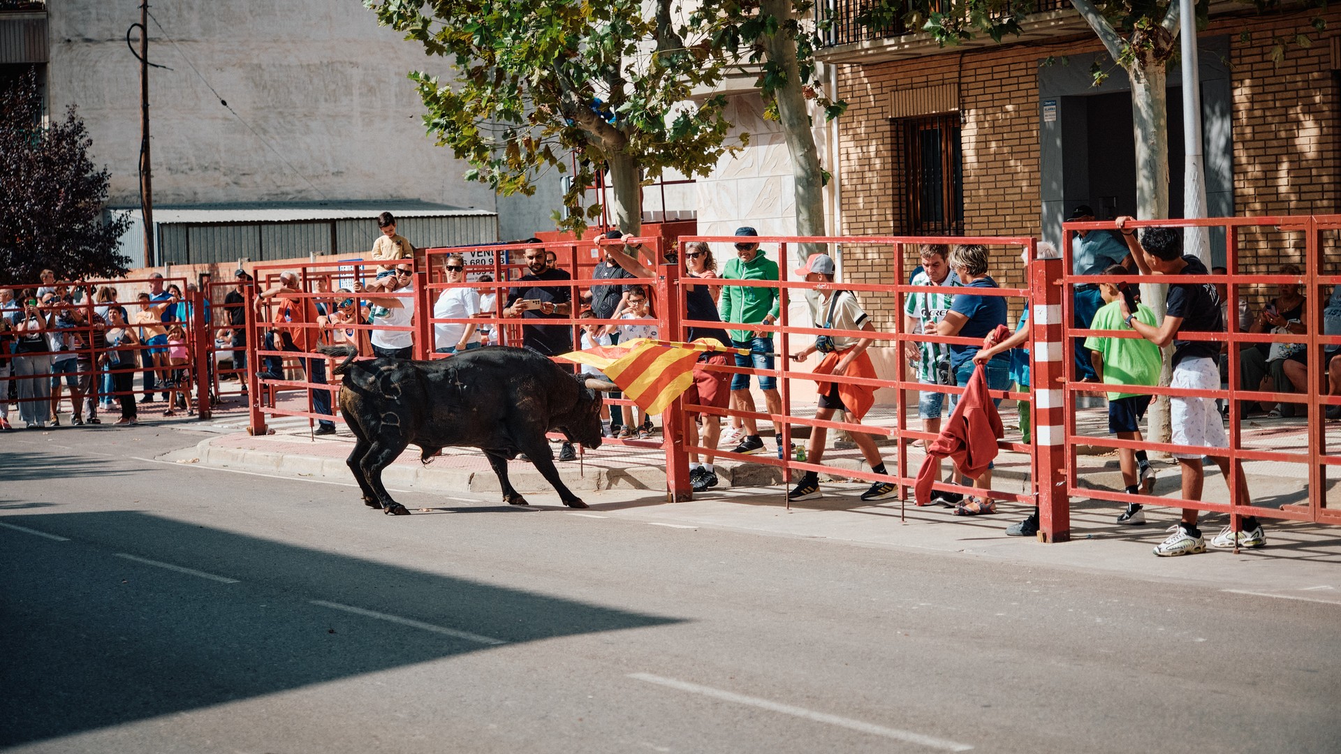 Un toro negro corre junto a las barreras rojas.