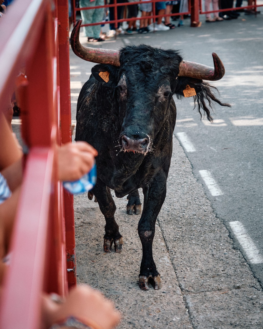 Un toro negro se acerca por el centro de la calle.