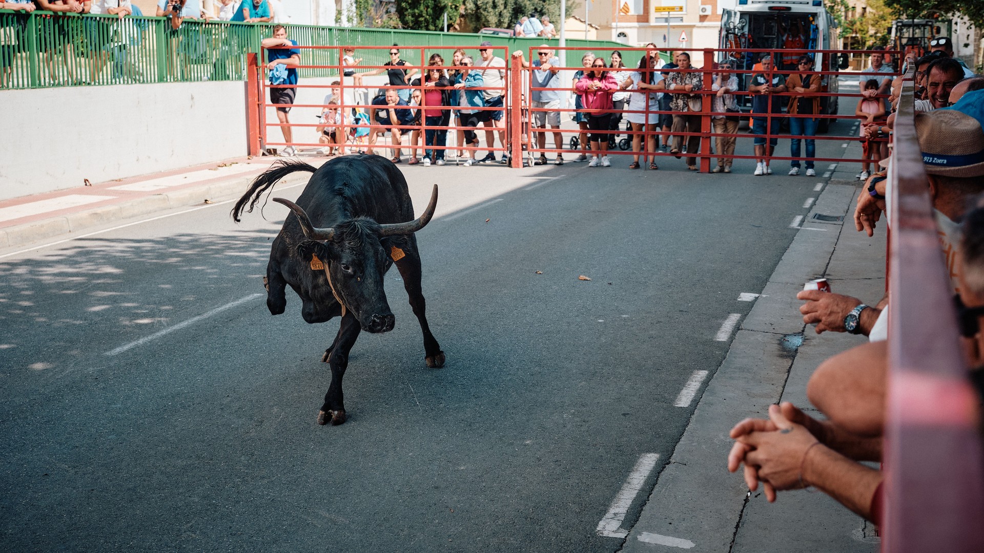 Un toro negro corre hacia el objetivo por la calle.