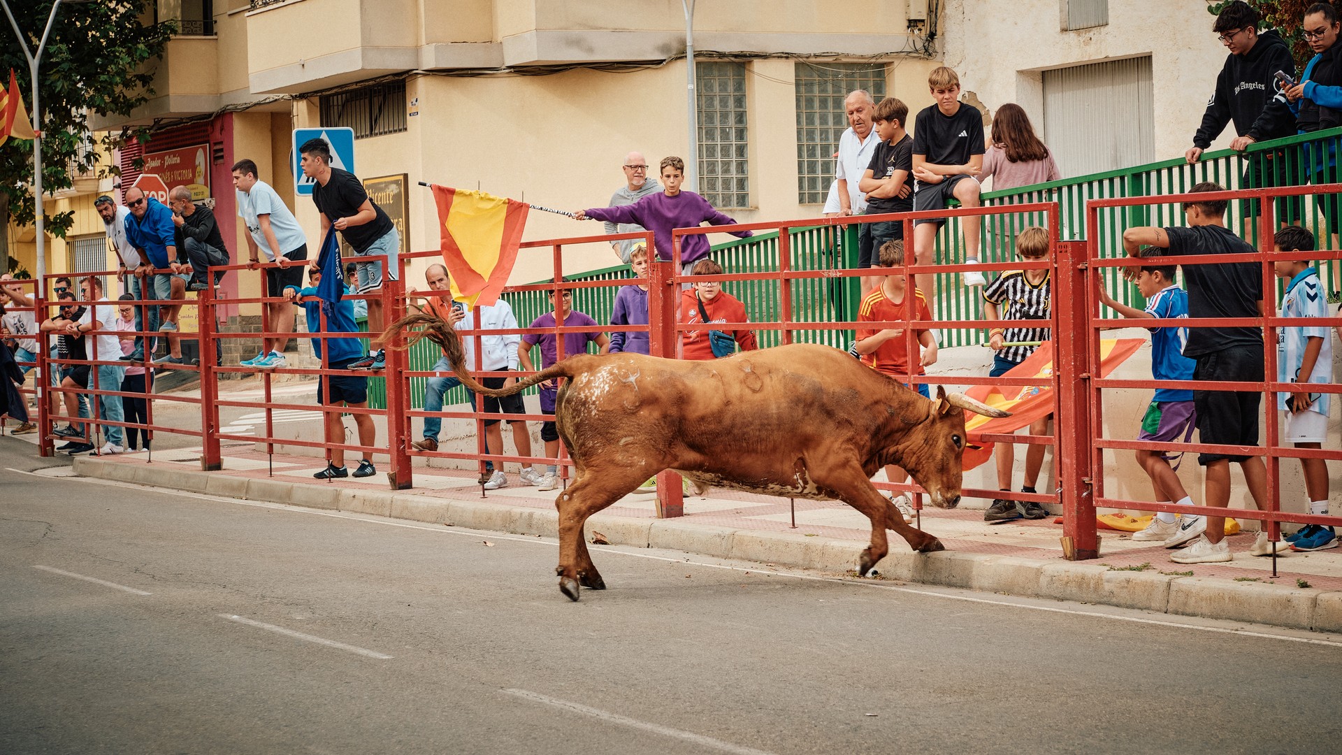 Un toro castaño pasa junto a las barreras de colores del encierro.