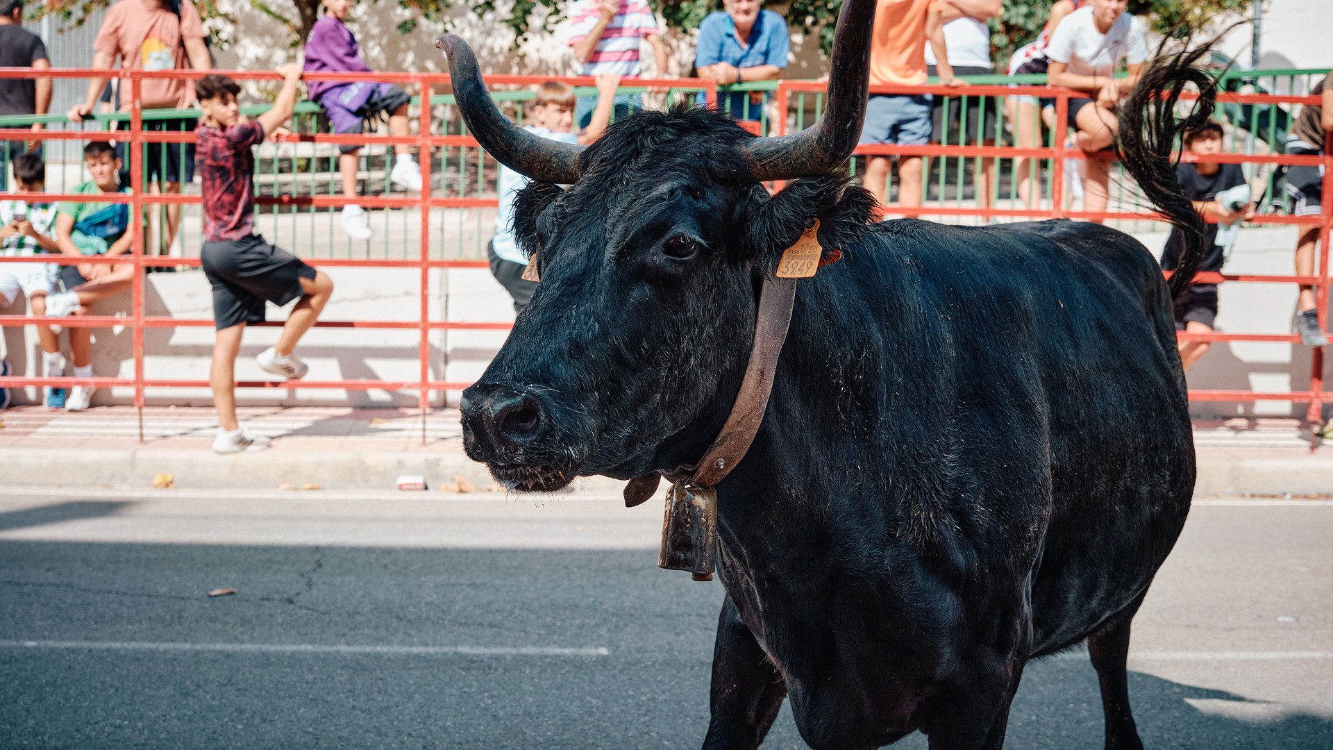Retrato de cerca de un toro negro ante las barreras.