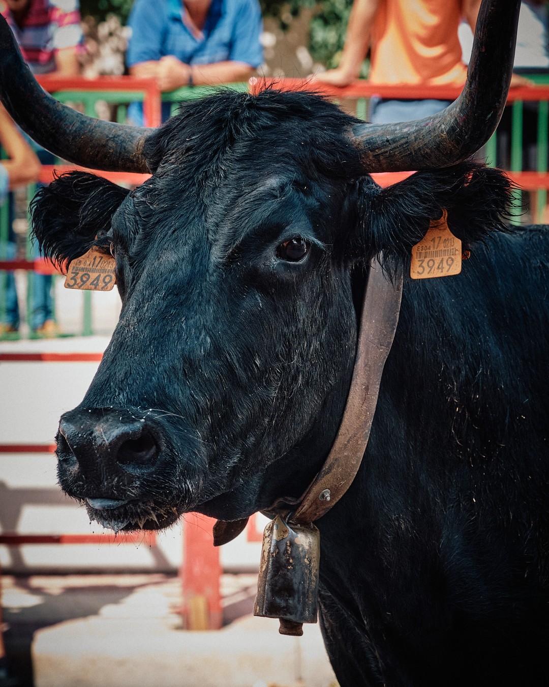 Retrato vertical de un toro negro, con los cuernos y la mirada visibles.
