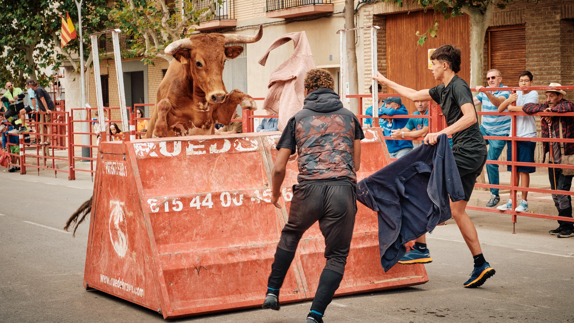 Un toro castaño y dos participantes junto a una estructura de protección.