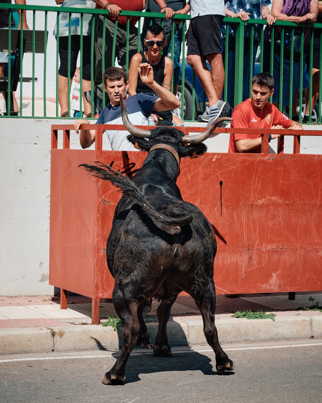 Un toro negro ante una protección roja, frente al público.