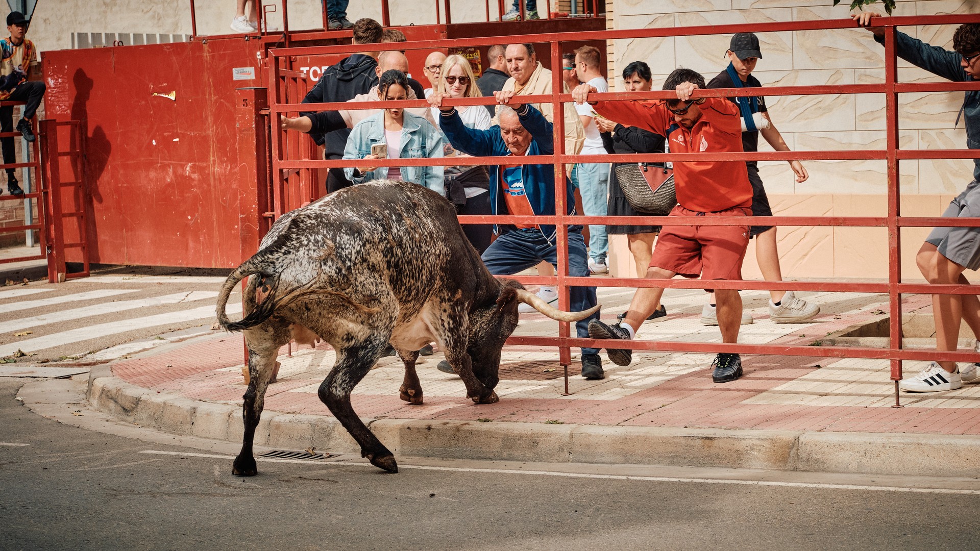 Un toro gris pasa junto a las barreras mientras varios participantes se apartan.