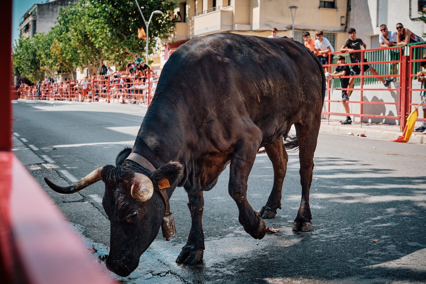 Un toro negro baja la cabeza en una calle en sombra.