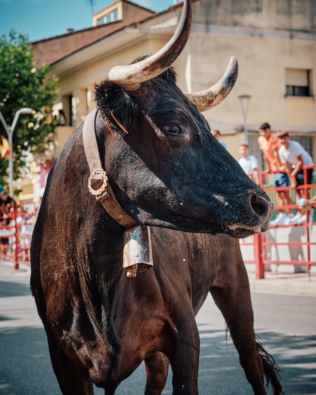 Retrato de perfil de un toro negro en la calle.