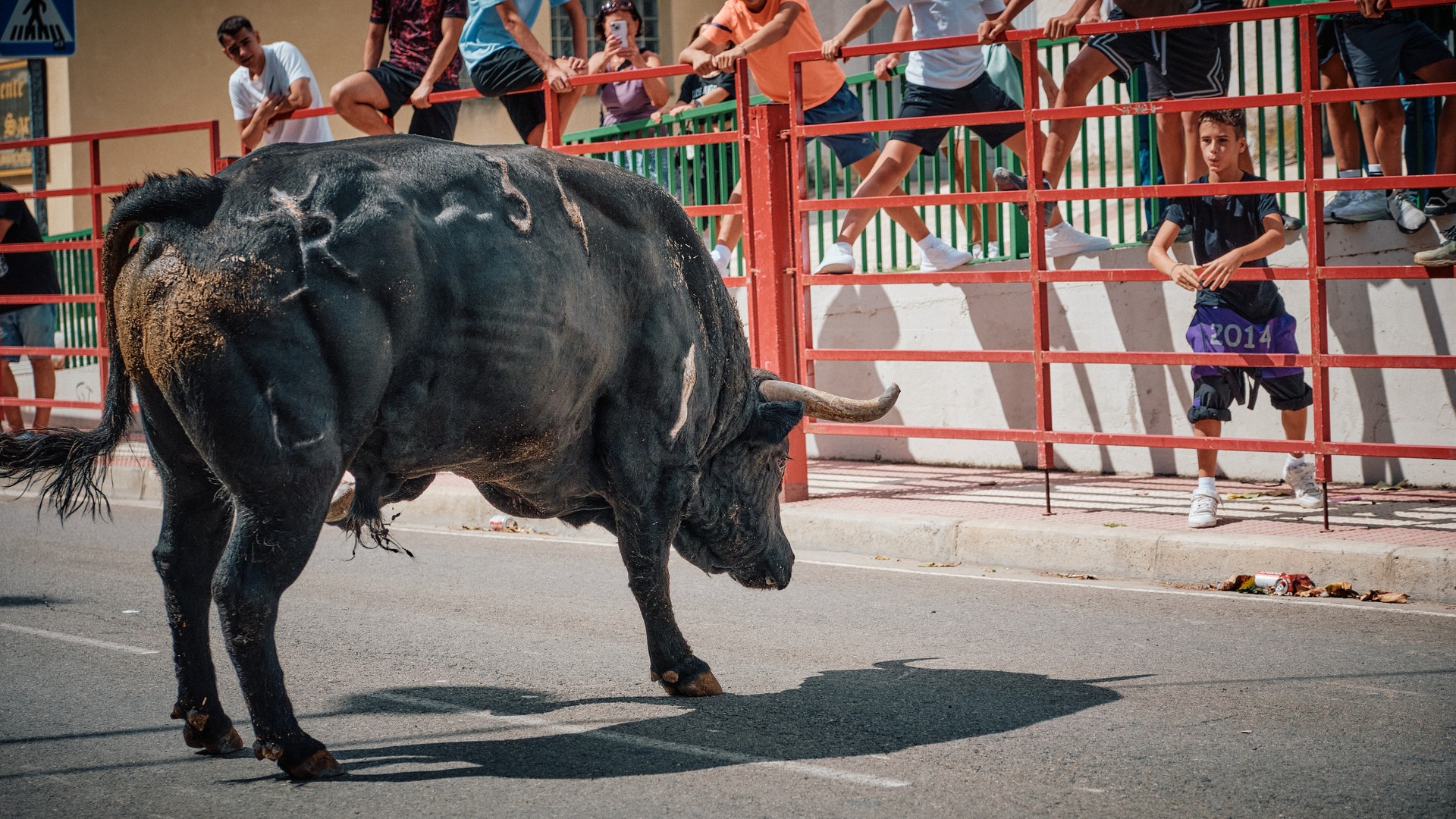 Un toro negro de perfil cruza la calle bajo la mirada del público.