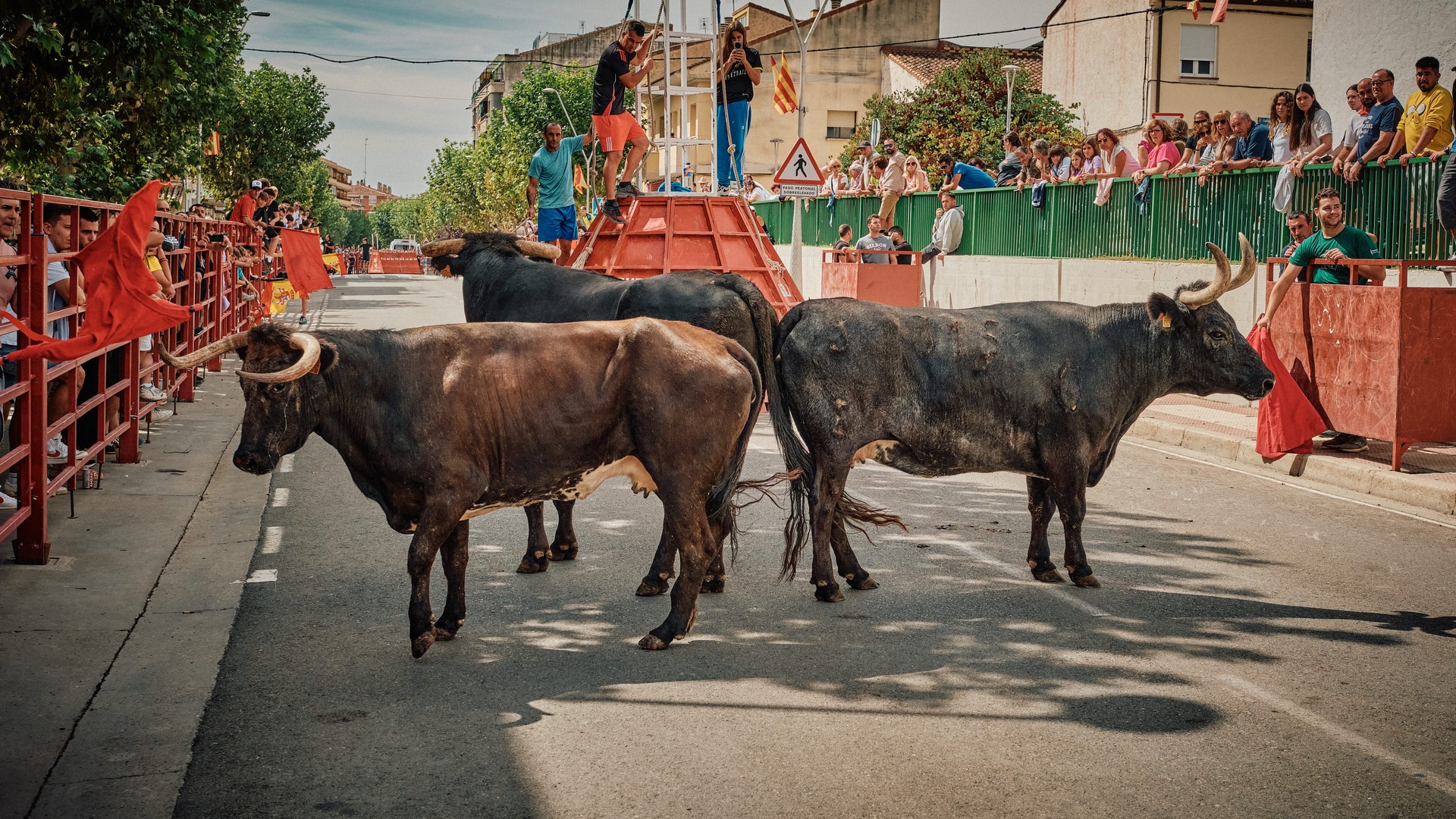 Dos toros, uno al lado del otro en la calle, al final de la serie.
