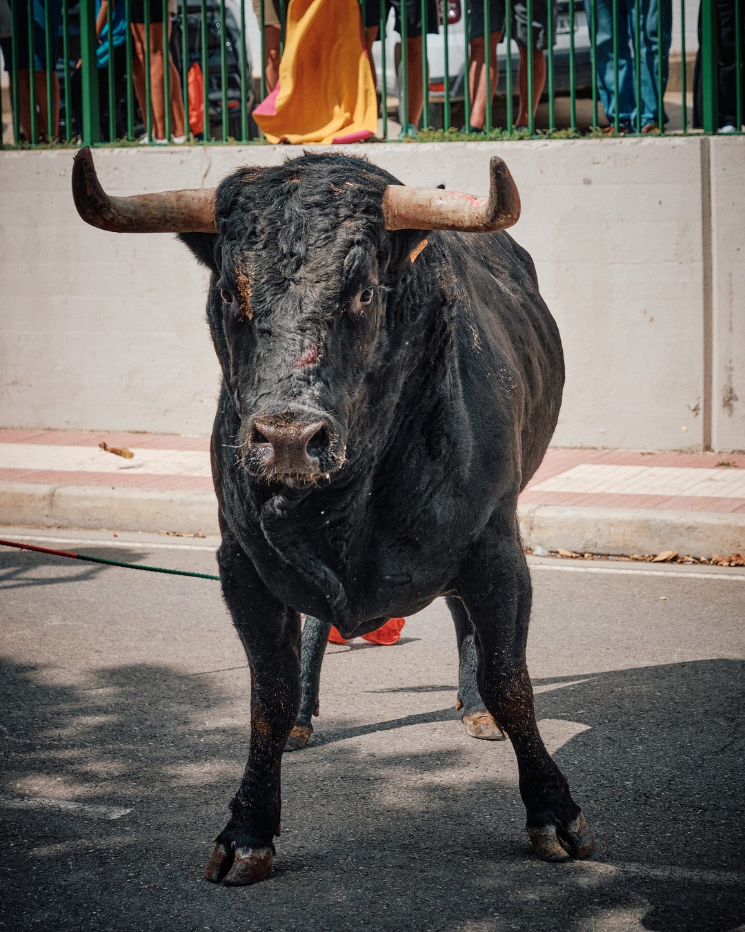 Un toro negro frente a la cámara en el centro de la calle.